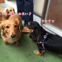 ダックスいっぱい