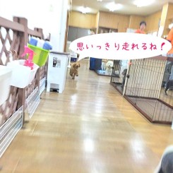 ダッシュダッシュ