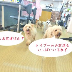 トイプーいっぱい