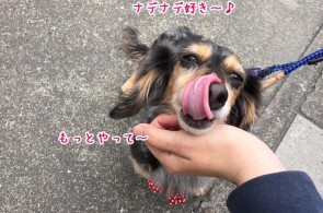 ナデナデ