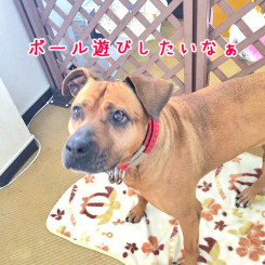 ボールで遊びたいなぁ