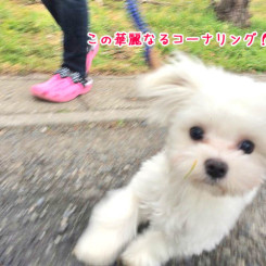 レーサーみたいだね