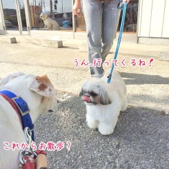 ワンちゃん同士のご挨拶