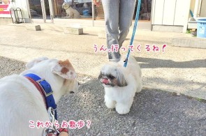 ワンちゃん同士のご挨拶