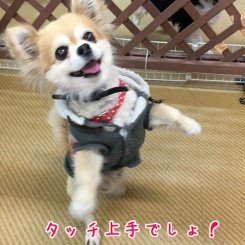 上手に立てるよ！