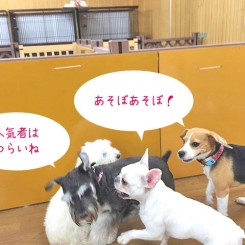 人気者はつらいね