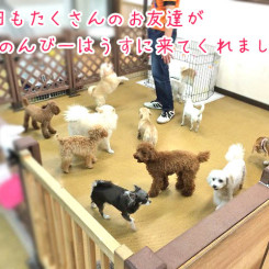 今日もお友達いっぱい