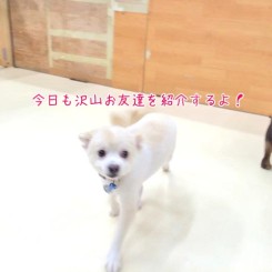 今日もお友達紹介