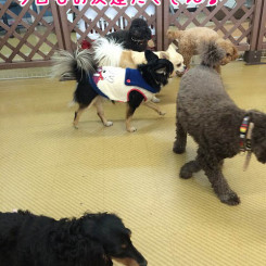 仲良くあそぼ♪