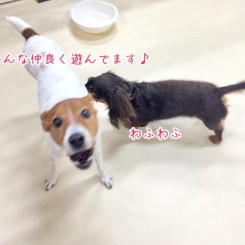 仲良く遊ぶ犬ちゃんたち