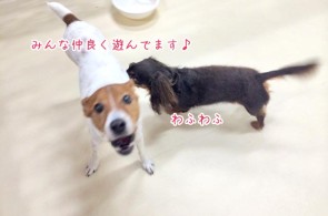 仲良く遊ぶ犬ちゃんたち