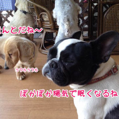 ペットホテル　暖かくってうとうと