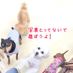 写真はいいからさ～