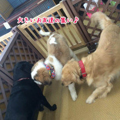大型のお友達