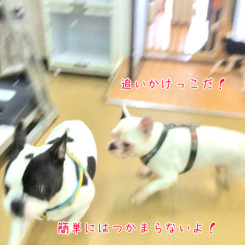 そう簡単にはつかまらない！