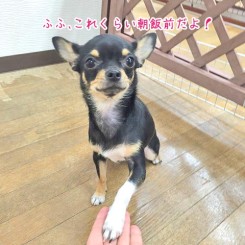 得意げな犬ちゃん