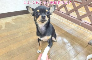 得意げな犬ちゃん