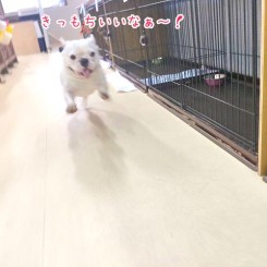 気持ちよく走る犬ちゃん
