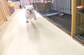 気持ちよく走る犬ちゃん