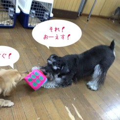 犬ちゃん同士の綱引き