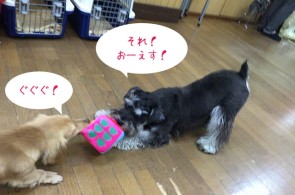 犬ちゃん同士の綱引き