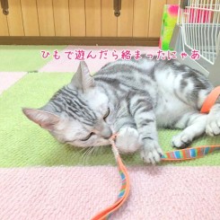 猫ちゃんからまる