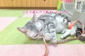 猫ちゃんからまる