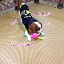 ペットホテルでお遊び