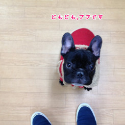 ペットホテル さいたま市