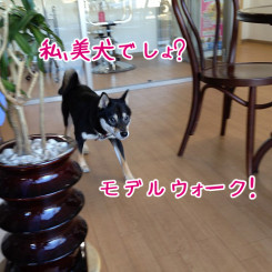 ペットホテル　お遊びタイム