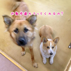 ペットホテル　スイートルーム