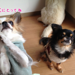 ペットホテルで記念写真