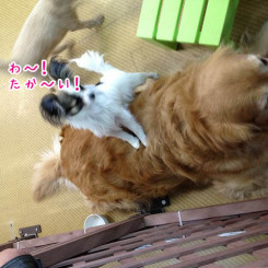 ペットホテルトリミング　プレイルーム