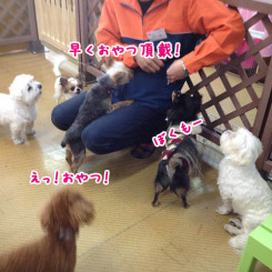 ペットホテル＆トリミングののんびーはうす