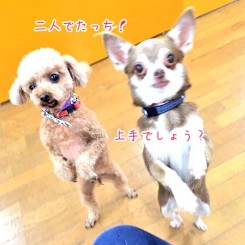 立ち上がるワンちゃん