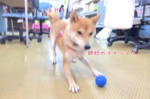 絶好のチャンスだ犬ちゃん