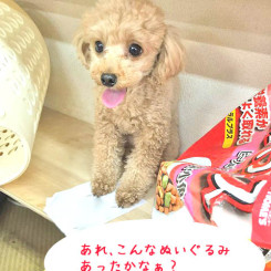 見覚えの無いぬいぐるみが