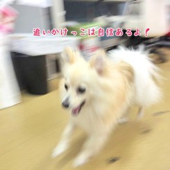 追いかけっこ