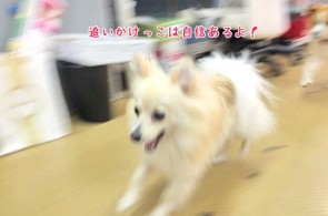 追いかけっこ